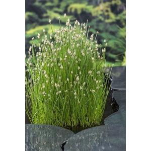 Eleocharis palustris