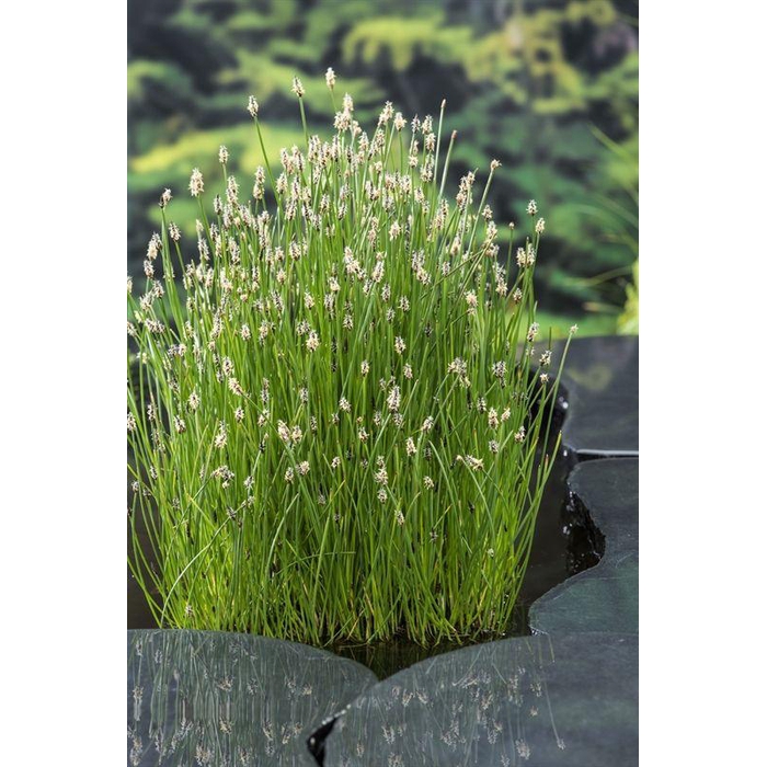 <h4>Eleocharis palustris</h4>