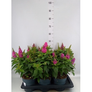 Buddleja davidii Little Rockstars R