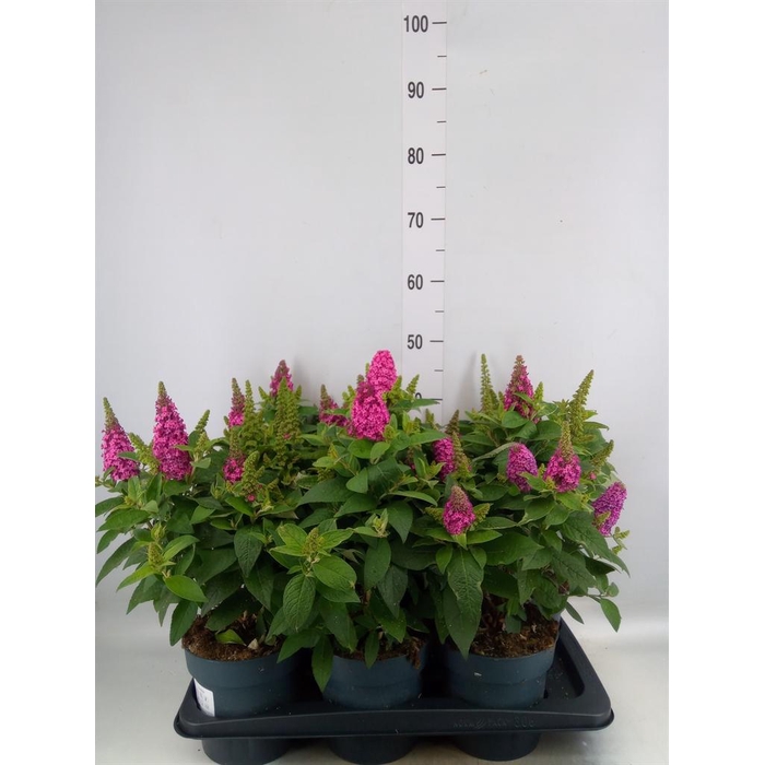 <h4>Buddleja davidii Little Rockstars R</h4>