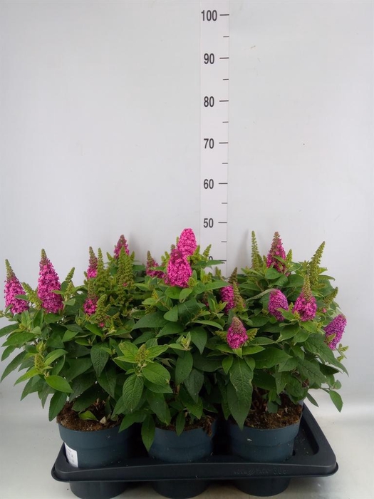 Buddleja davidii Little Rockstars R