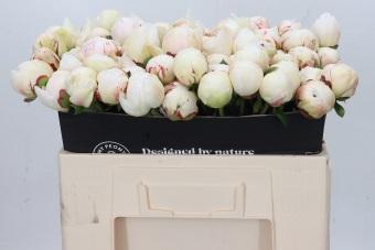 <h4>Paeonia Odile</h4>