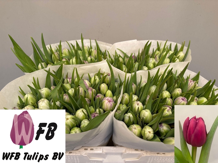 <h4>TU DU PYTHON</h4>