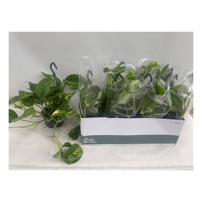 <h4>Epipremnum pinnatum hanging 14Ø 35cm</h4>