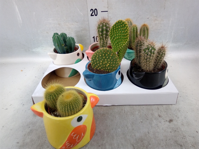 <h4>Cactus   ...</h4>