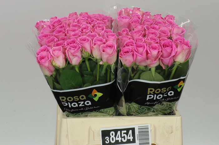 <h4>Rosa Gr Aqua Imp</h4>