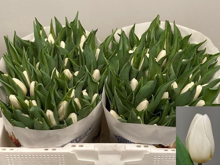 <h4>TU EN WHITE PRINCE</h4>