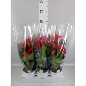Anthurium  'Banderola Roja'