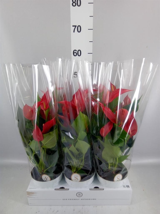 <h4>Anthurium  'Banderola Roja'</h4>