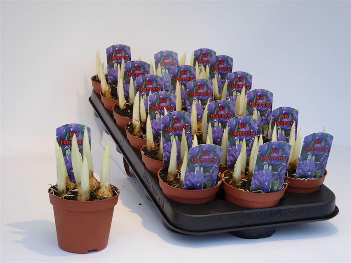 <h4>Iris Ret Harmony</h4>