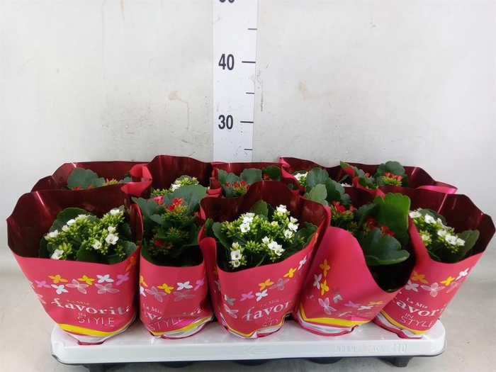 <h4>Kalanchoe blos.   ..mix 2</h4>