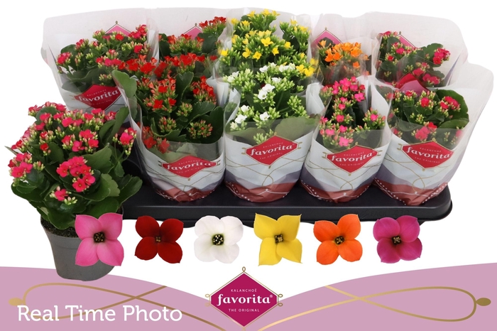 <h4>KAL EN GEM 6 KL</h4>