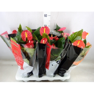 Anthurium   ...mix