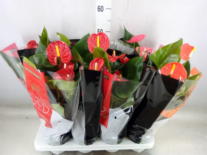 <h4>Anthurium   ...mix</h4>