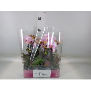 Phalaenopsis   ...rose