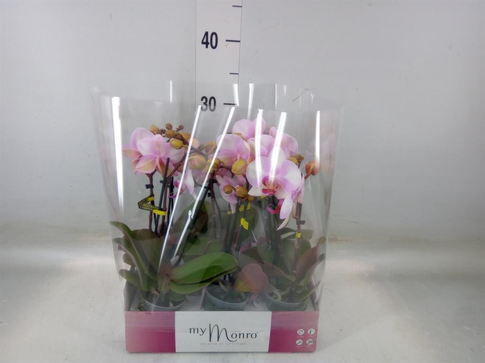 <h4>Phalaenopsis ...rose</h4>