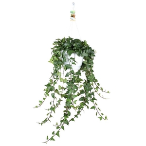 Hedera Helix hangpot Mein Herz