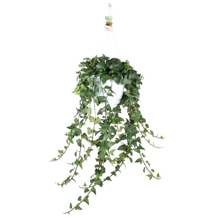 Hedera Helix hangpot Mein Herz
