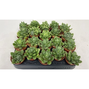 SEDUM OVERIG