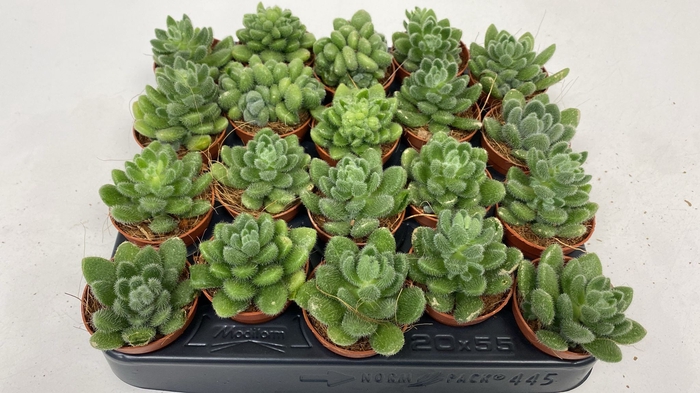 <h4>SEDUM OVERIG</h4>