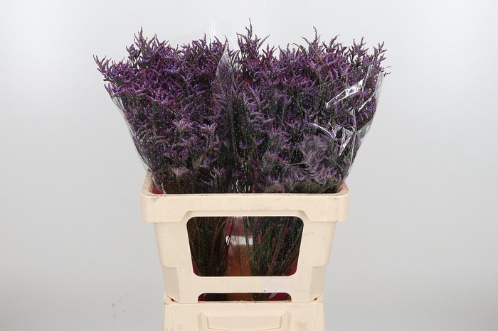 <h4>Lim Saf Dark Blue</h4>