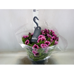 Petunia  'Surfinia'   ...