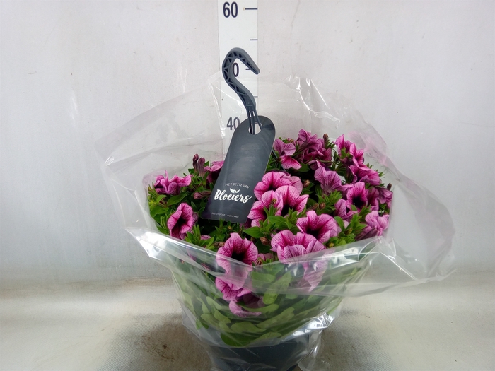 <h4>Petunia  'Surfinia'   ...</h4>