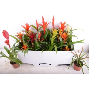 BROMELIA GEM 15 SRT
