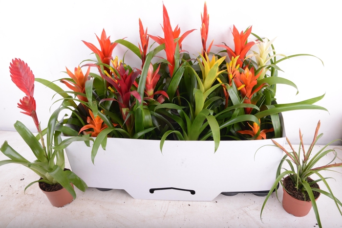 <h4>BROMELIA GEM 15 SRT</h4>