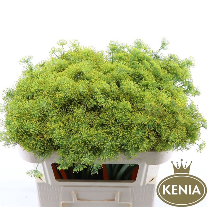<h4>Anethum Graveolens</h4>