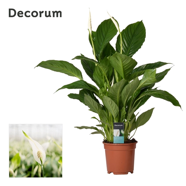 <h4>Spathiphyllum 17 cm Vivaldi Decorum</h4>