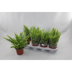 Nephrolepis exa. Green Lady 12Ø 30cm
