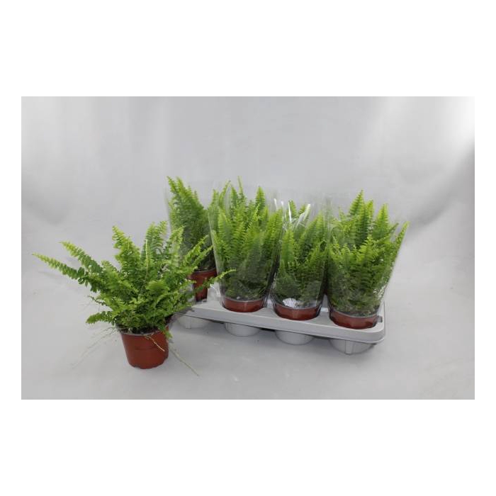 <h4>Nephrolepis exa. Green Lady 12Ø 30cm</h4>