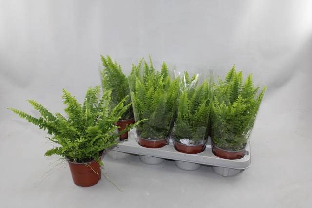 Nephrolepis exa. Green Lady 12Ø 30cm
