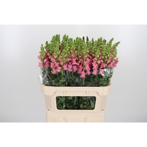 Antirrhinum Po Pink