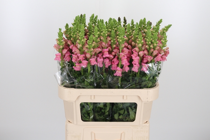 <h4>Antirrhinum Po Pink</h4>