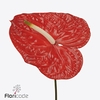 Anthurium sun eye
