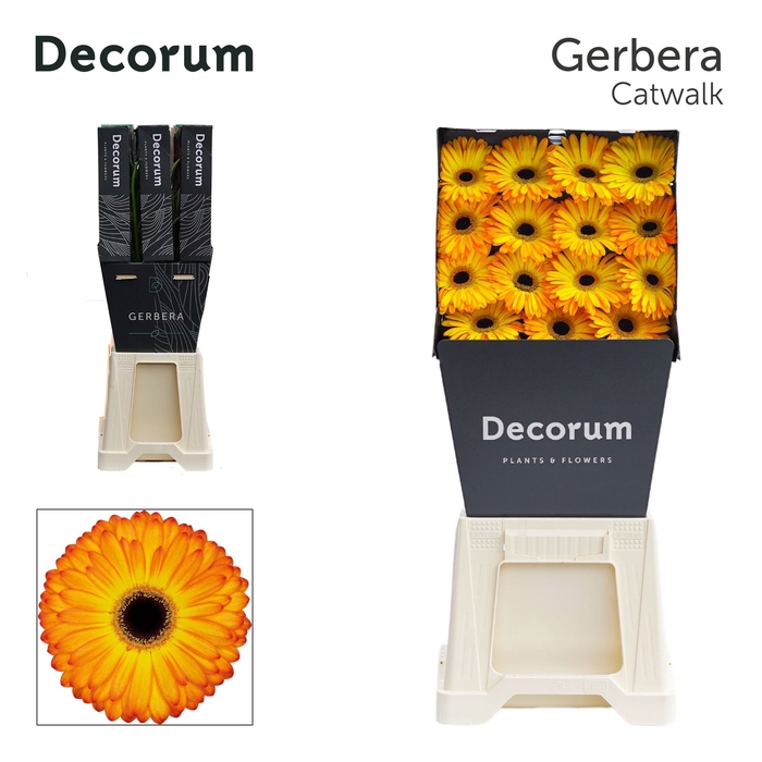 <h4>Gerbera Catwalk Diamond per kaart</h4>