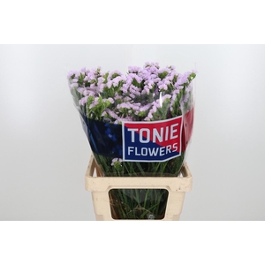 Lim S Tessa Lavender