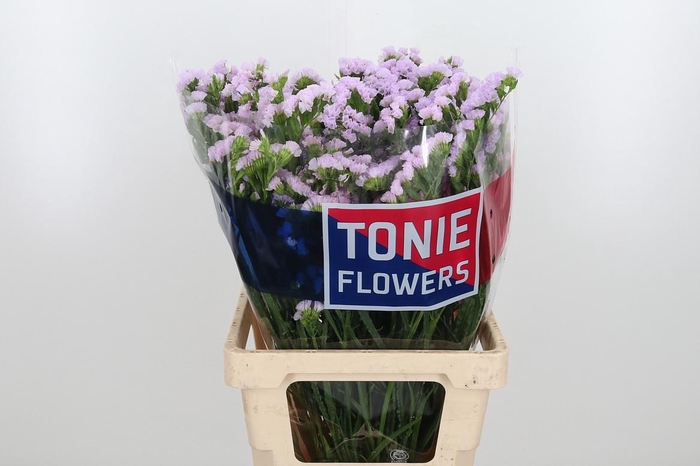 <h4>Lim S Tessa Lavender</h4>