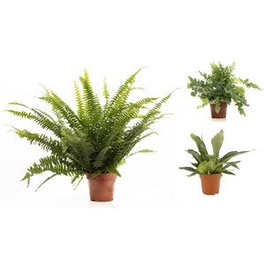 Varens gemengd P&PURE Collection