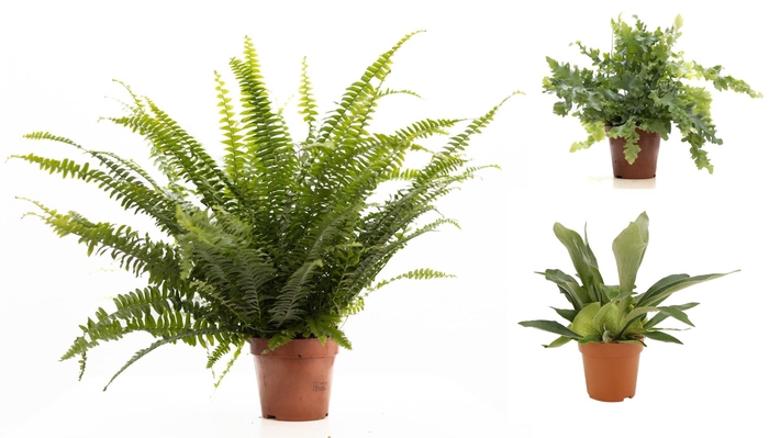 <h4>Varens gemengd P&PURE Collection</h4>