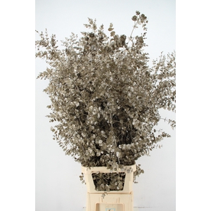 Euca Gu Azura Metallic Cream