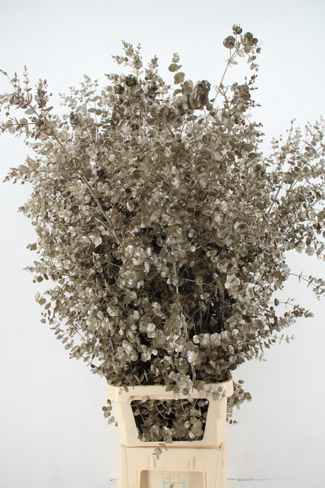 <h4>Euca Gu Azura Metallic Cream</h4>