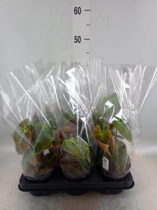 <h4>Philodendron   ...</h4>