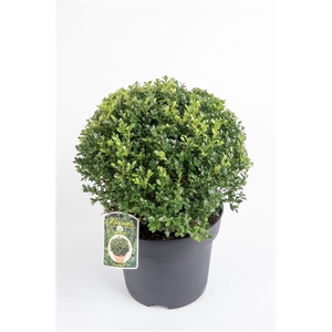 Buxus microphylla 'Faulkner' 30cm bol