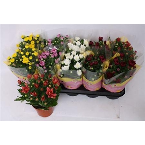 Chrysant Double Mix