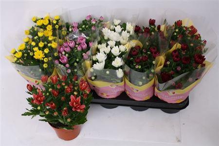 <h4>Chrysant Double Mix</h4>