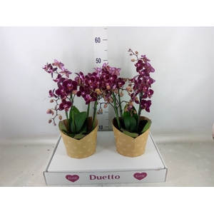 Phalaenopsis multi. 'Ant Cartagena'