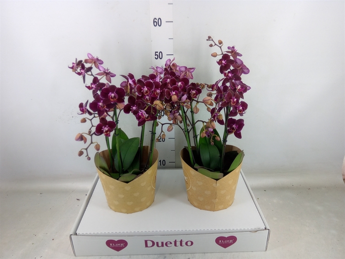 <h4>Phalaenopsis multi. 'Ant Cartagena'</h4>
